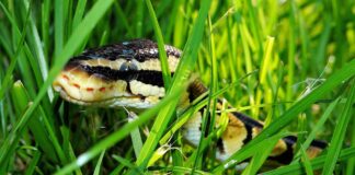 Snakes in a box: Google open-sources Atheris Python Fuzzer