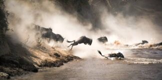 GNU compiler collection 15.1 released: COBOL support, improved Rust, compatibility concerns